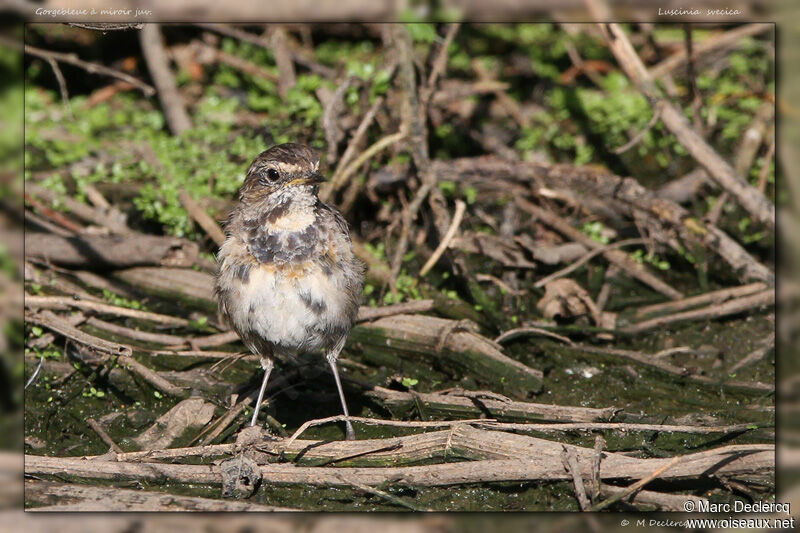 Bluethroatjuvenile, identification