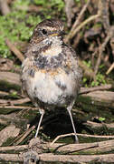 Bluethroat