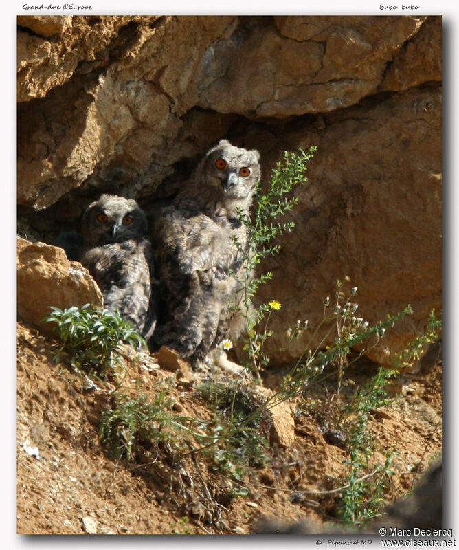 Eurasian Eagle-Owljuvenile, identification