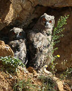 Eurasian Eagle-Owl