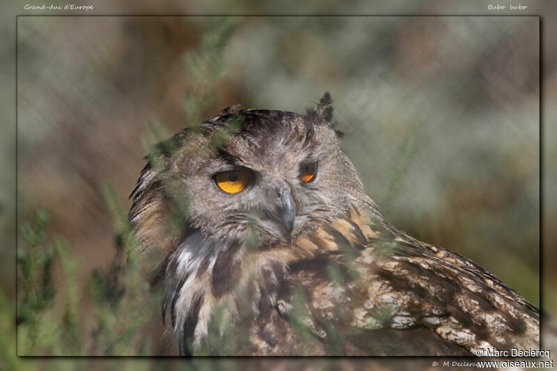 Eurasian Eagle-Owl