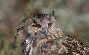 Eurasian Eagle-Owl