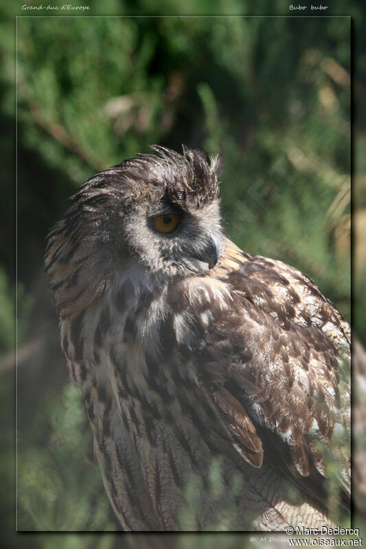 Eurasian Eagle-Owl