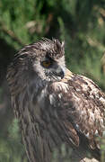 Eurasian Eagle-Owl