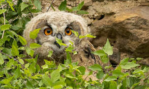 Eurasian Eagle-Owl