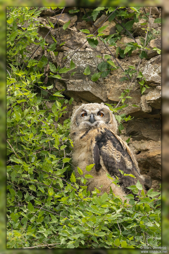 Eurasian Eagle-Owl