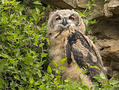 Eurasian Eagle-Owl