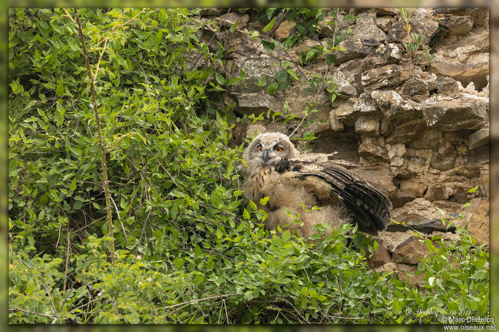 Eurasian Eagle-Owl