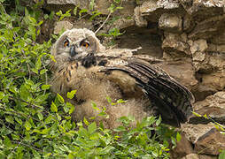 Eurasian Eagle-Owl