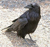 Northern Raven