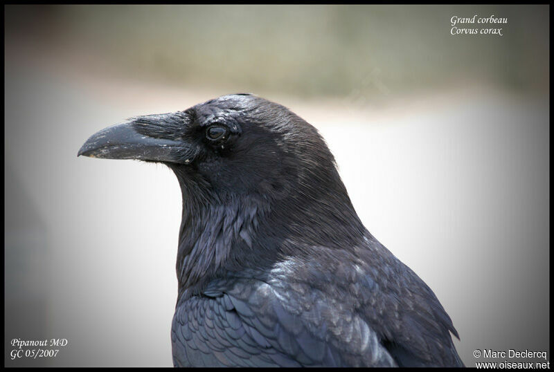 Northern Raven, identification