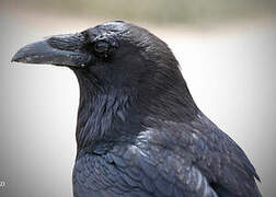 Northern Raven