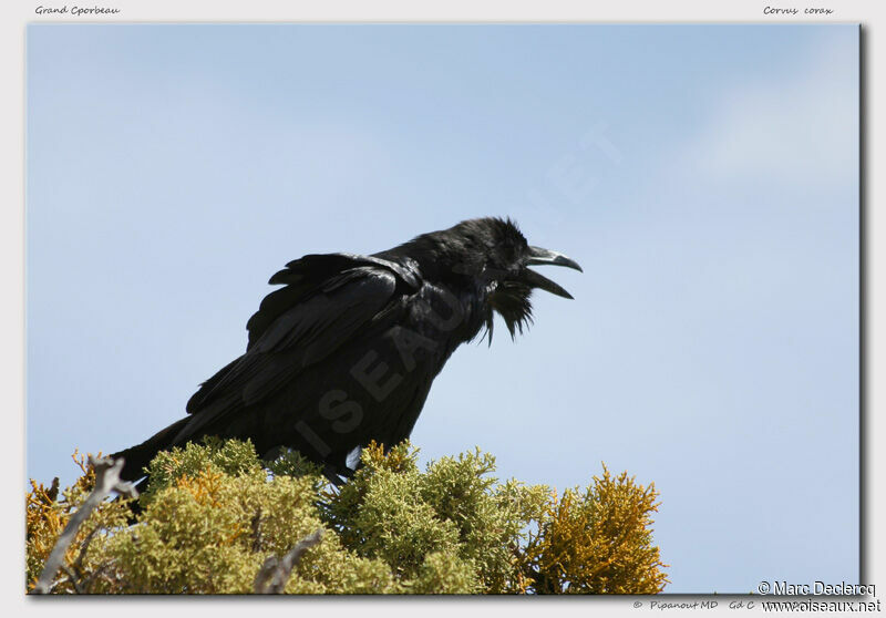 Northern Raven, identification