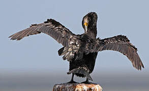 Great Cormorant