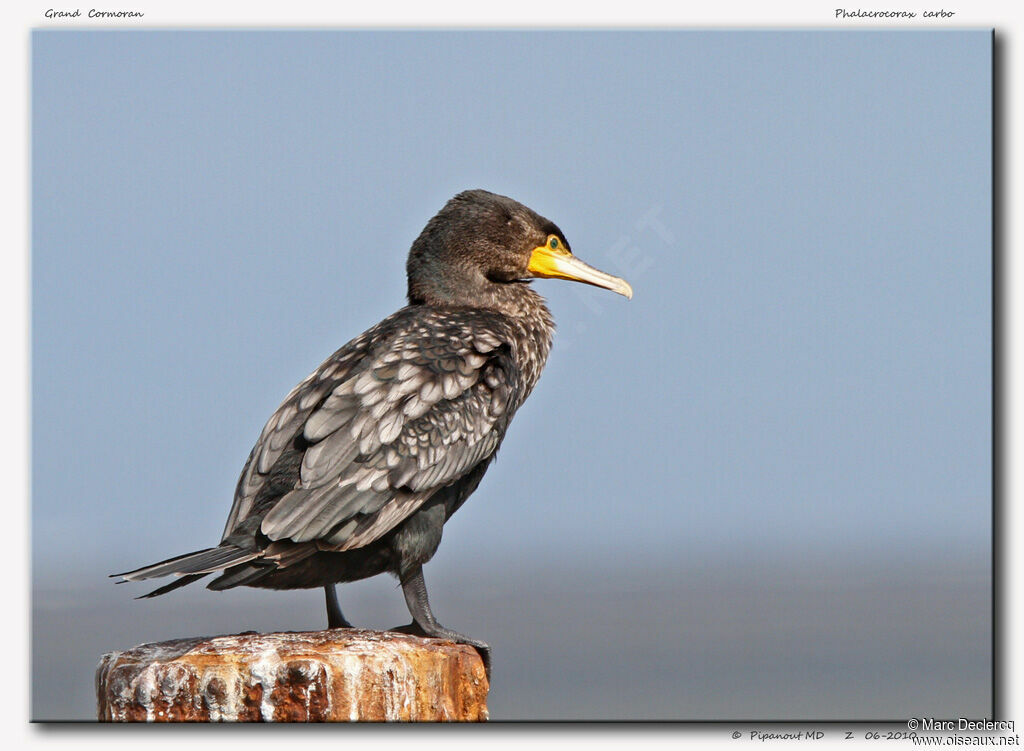 Great Cormorant