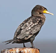 Great Cormorant