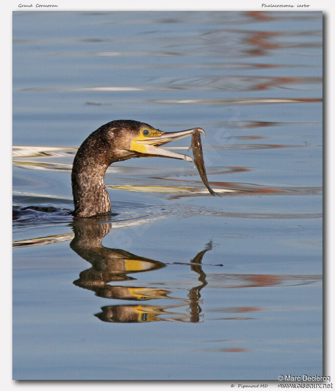 Great Cormorant, identification, feeding habits