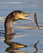 Great Cormorant