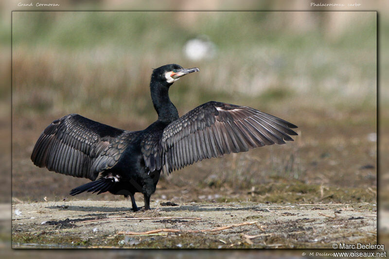 Great Cormorant