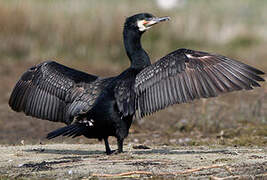 Great Cormorant