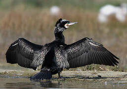 Great Cormorant