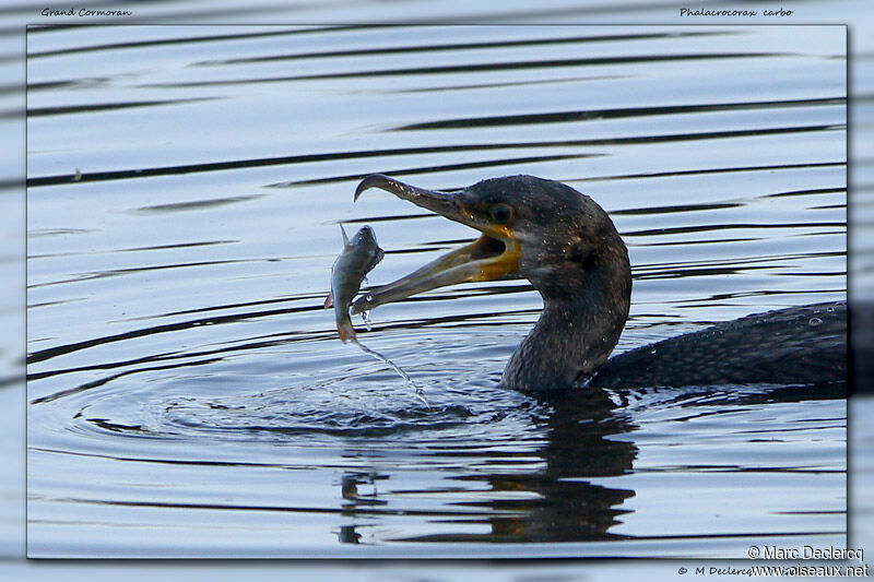 Great Cormorant, identification, feeding habits