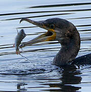 Great Cormorant