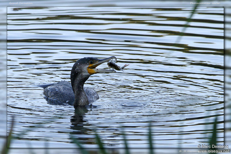 Grand Cormoran, identification, régime