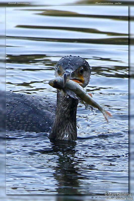 Great Cormorant, identification, feeding habits