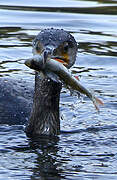 Great Cormorant