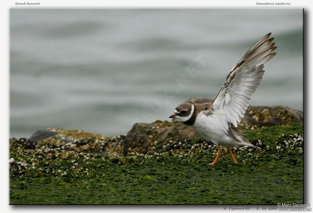 Common Ringed Plover, Behaviour