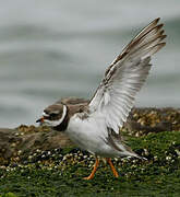 Common Ringed Plover