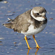 Common Ringed Plover