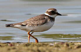 Common Ringed Plover