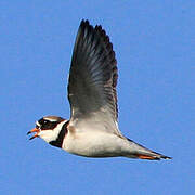 Common Ringed Plover