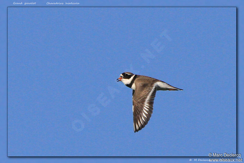 Common Ringed Plover, Flight