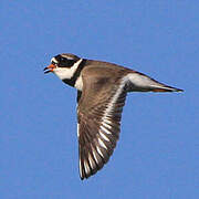 Common Ringed Plover