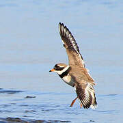 Common Ringed Plover