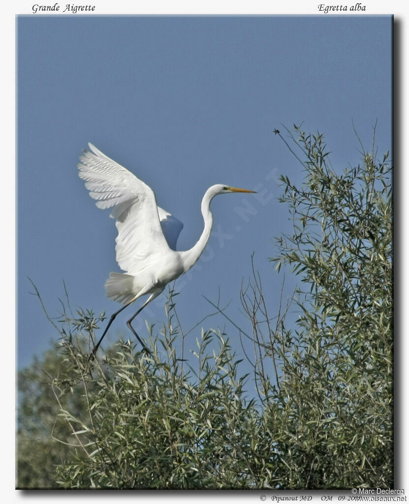 Grande Aigrette