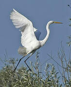 Grande Aigrette