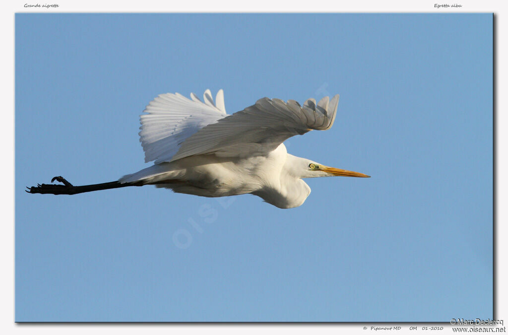 Great Egret, Flight