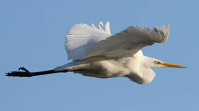 Grande Aigrette