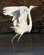 Grande Aigrette