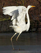 Great Egret