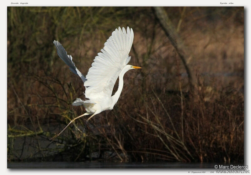 Great Egret, Flight