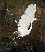 Grande Aigrette