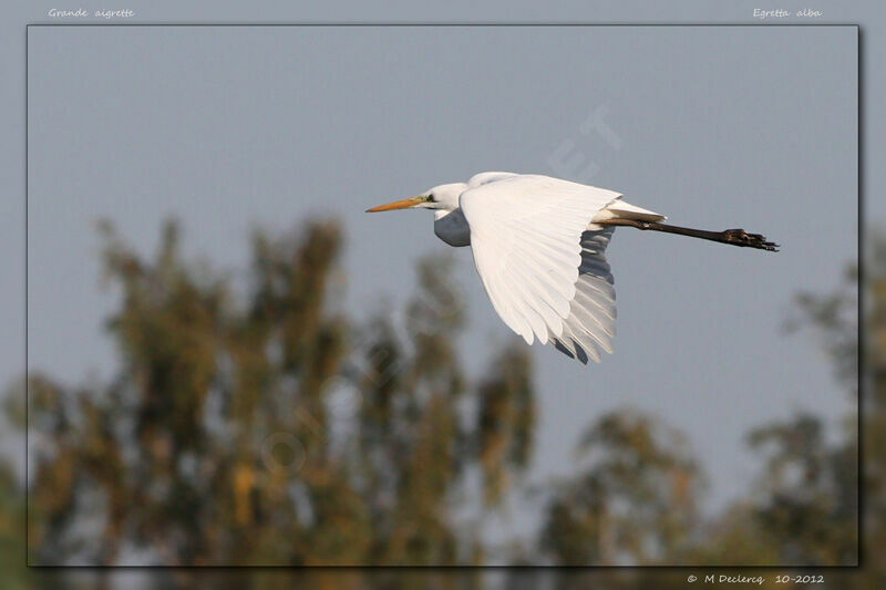 Grande Aigrette