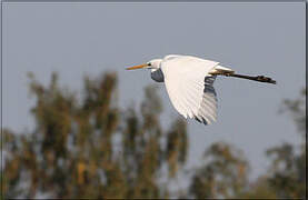 Great Egret