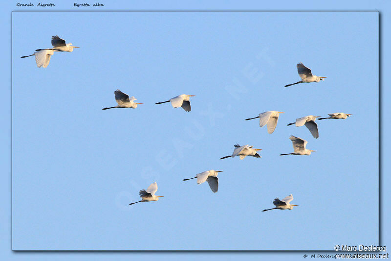 Grande Aigrette, Comportement