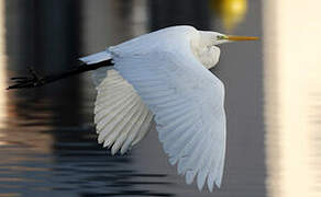 Great Egret